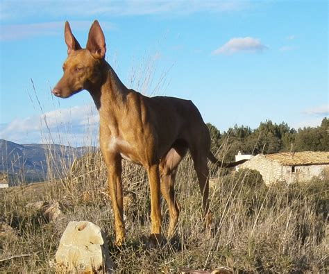 podenco andaluz talla media